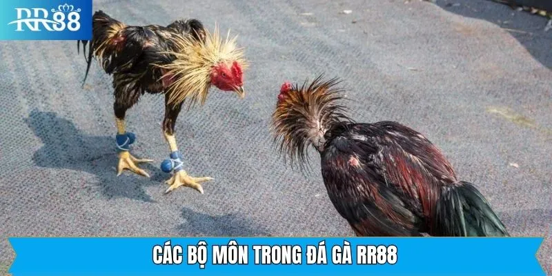 Bộ môn đá gà RR88 với hình thức giải trí phổ biến