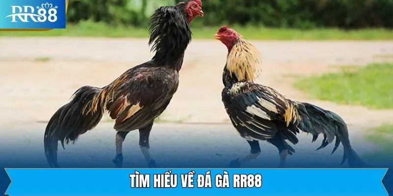 Đôi nét về bộ môn thể thao đá gà tại RR88